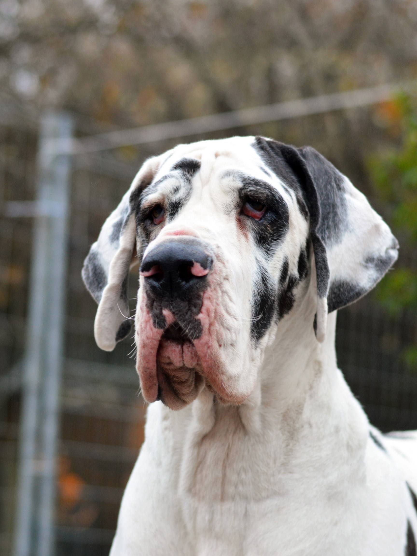 Euro Danes: A Huge, Droopy Problem 8 Euro Danes