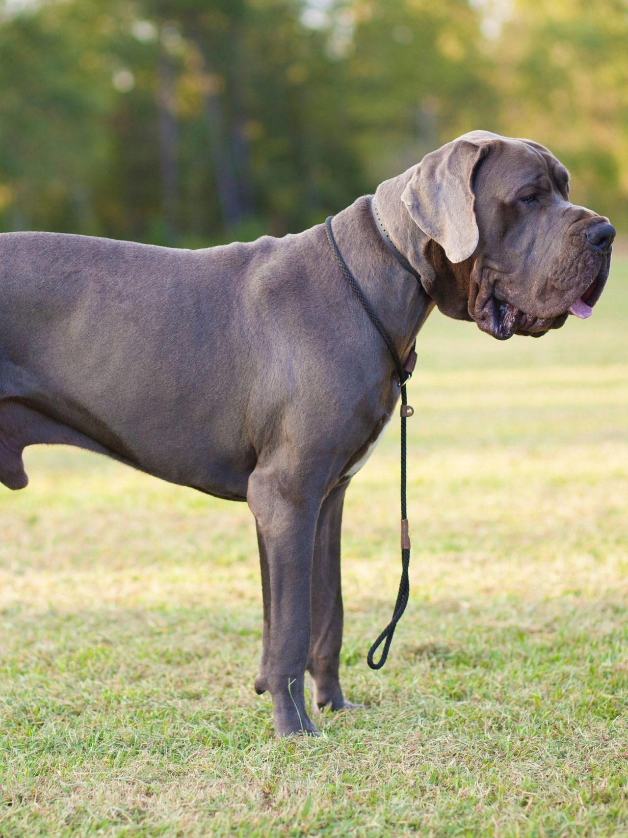 What is the best leash for Great Danes? Hello Danes