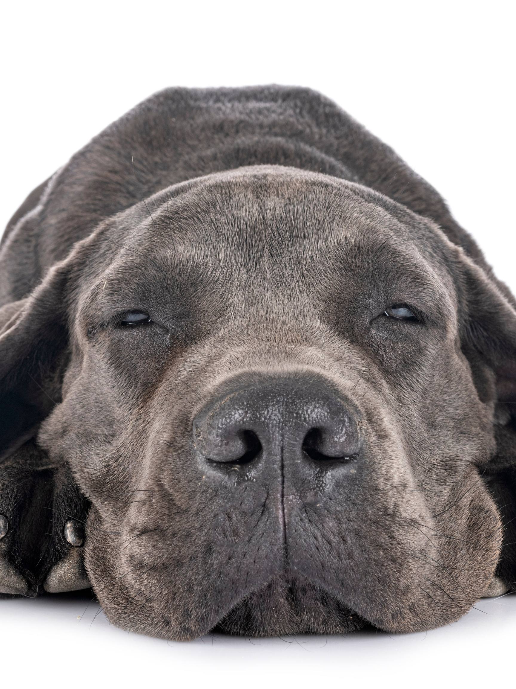 Unique Names for Great Dane Puppies: Great Dane Names You Need to Know! 18 29