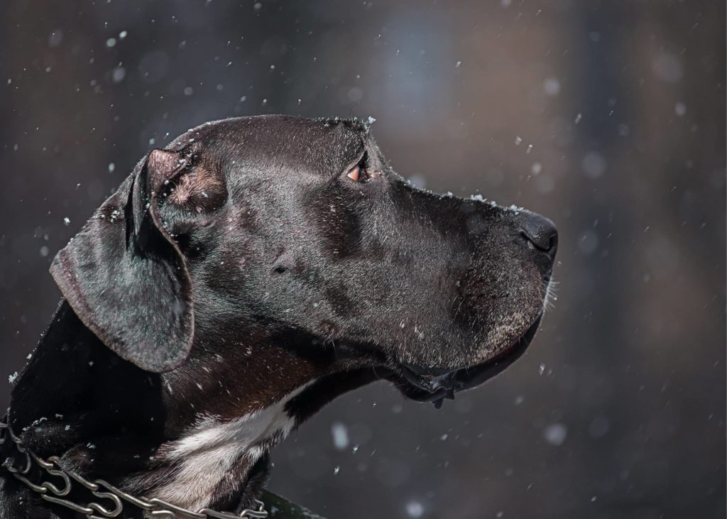 Miniature Great Danes: Everything You Need to Know 17 3 2