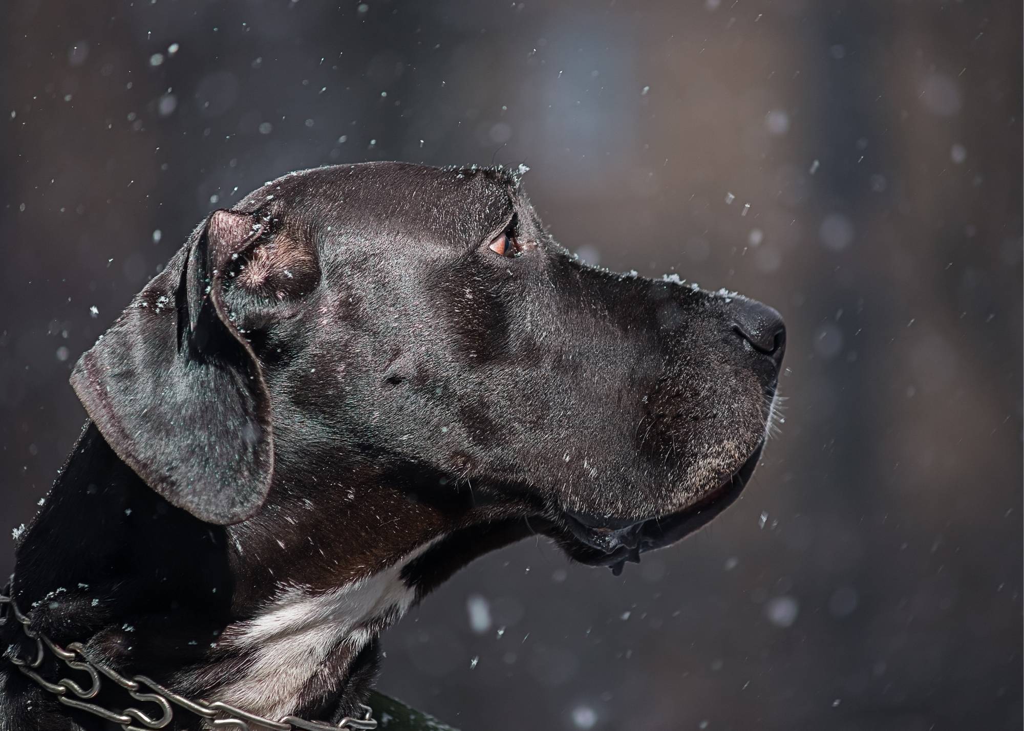 Great Dane Barking: What to Do When Your Dog Won't Stop Making Noise 2 Great Dane Barking