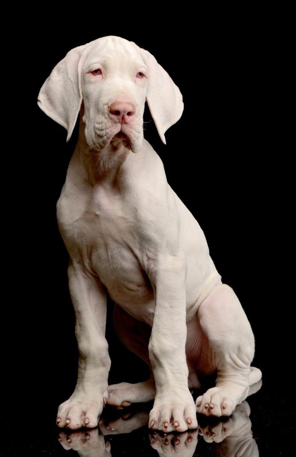 Is My Great Dane Puppy Knuckling? Hello Danes