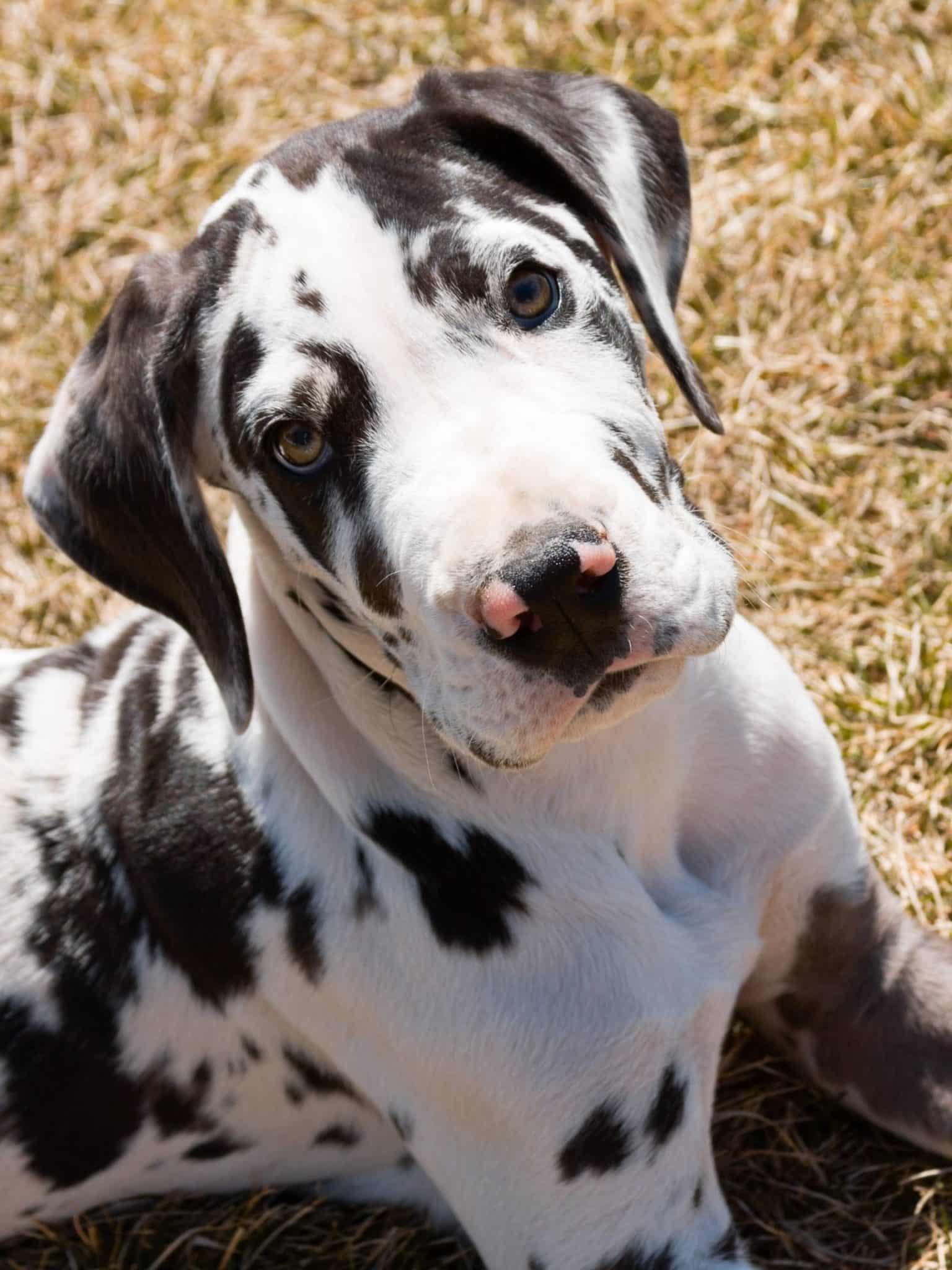 How to Stop Dogs from Fighting: Tips to Prevent Dog Bites & Keep All 10 Fingers 21 31 scaled
