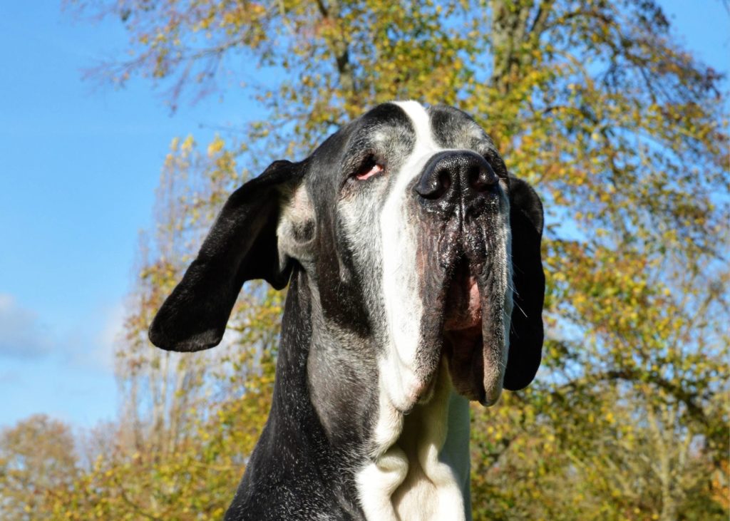 8 Reasons You Should Not Get a Great Dane as a Guard Dog 14 34
