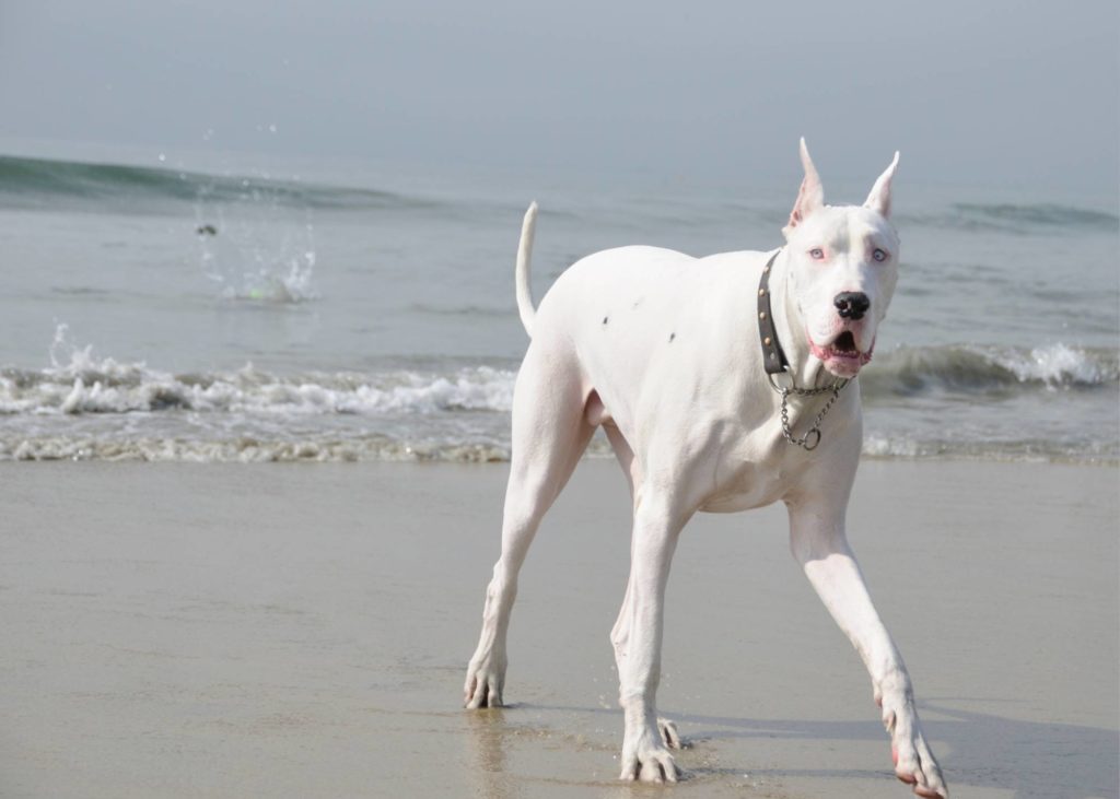 The 2 Sided Debate: Great Dane Ear Cropping 15 4 2