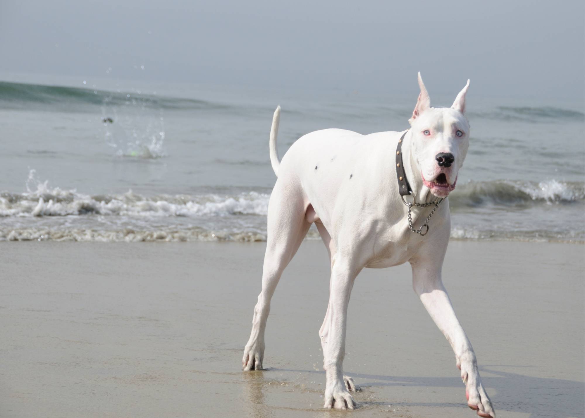 Great Dane Barking: What to Do When Your Dog Won't Stop Making Noise 3 Great Dane Barking