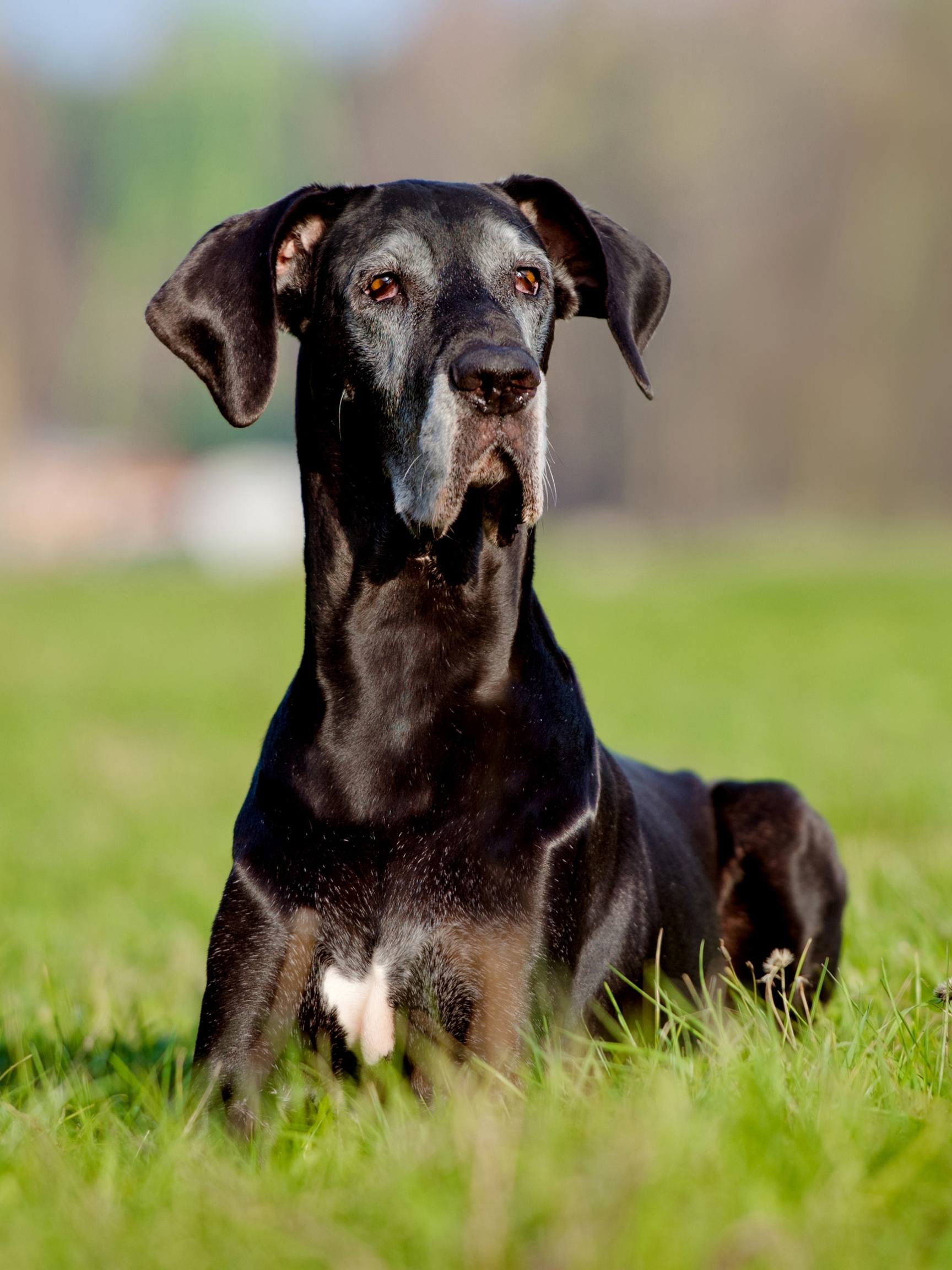 Great Dane Farts