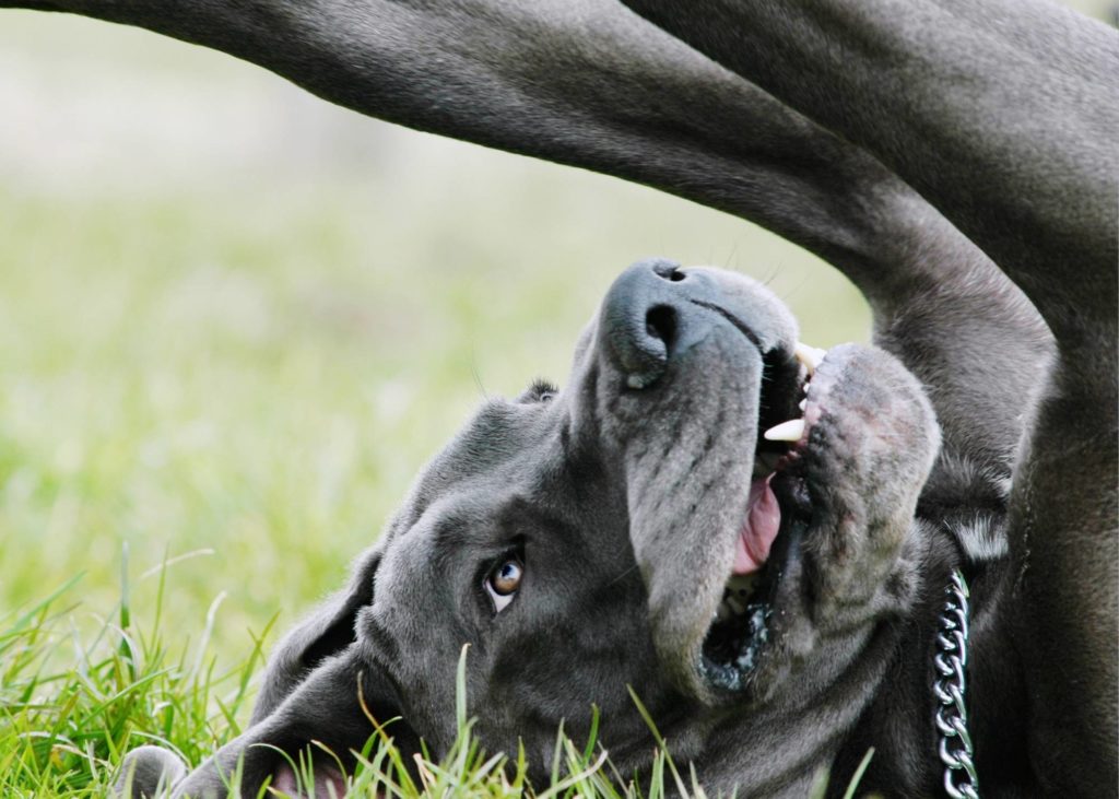 The Pros and Cons of Dog Parks 9 6 1