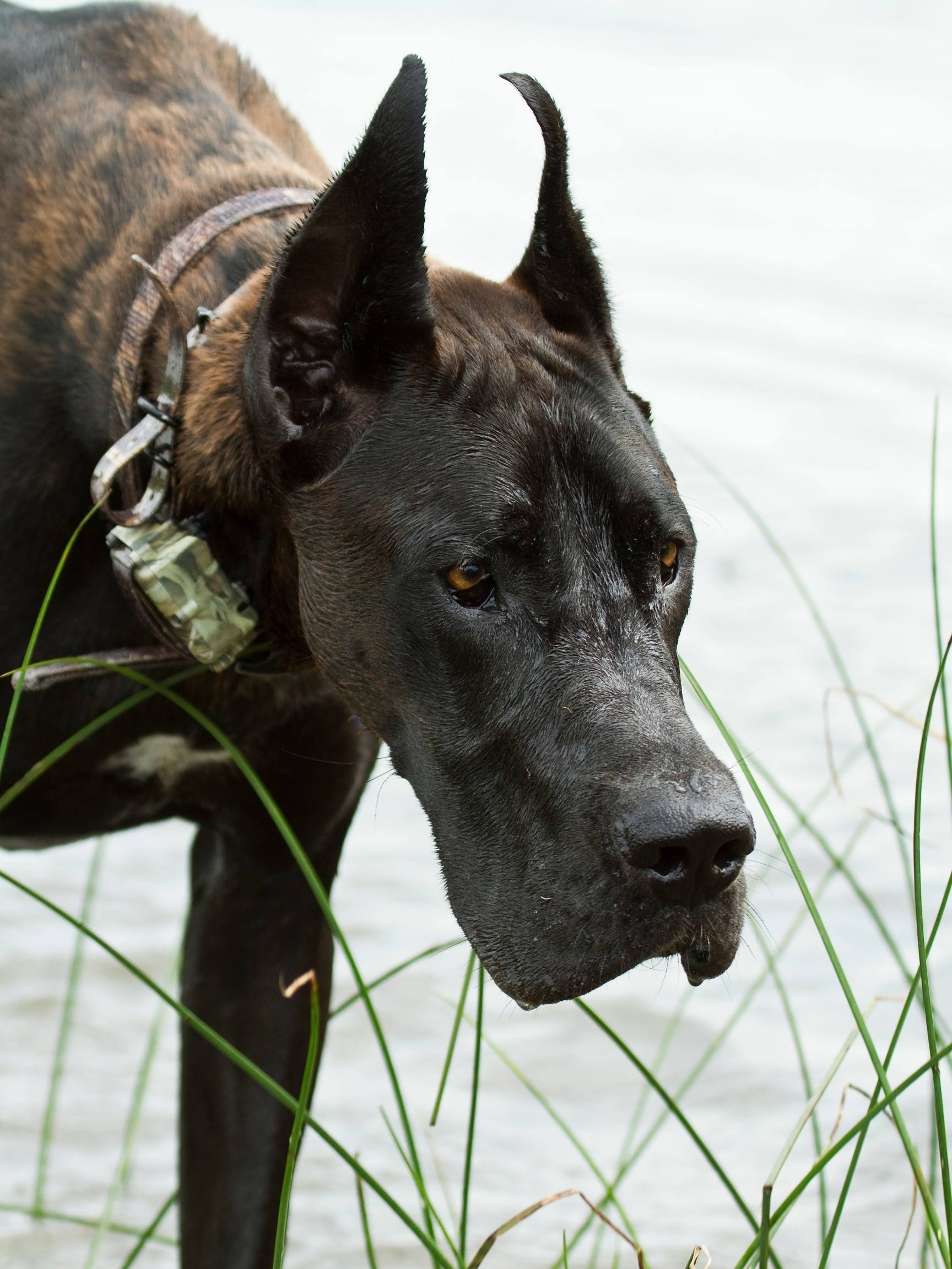 The 2 Sided Debate: Great Dane Ear Cropping 19 Great Dane ear cropping