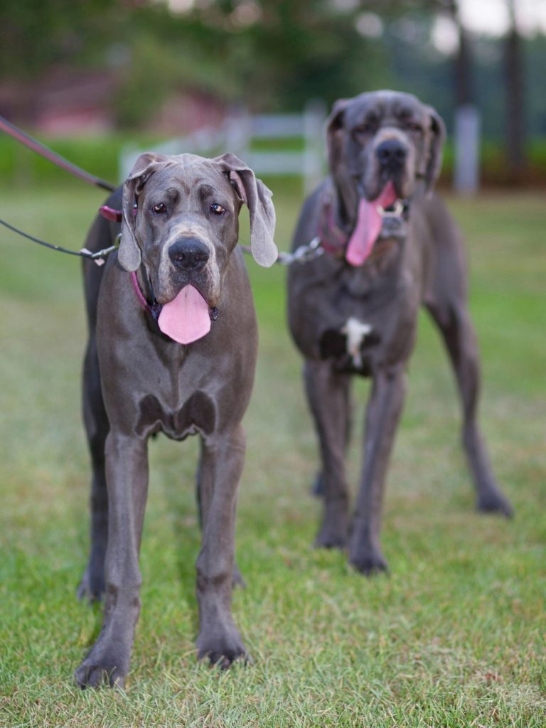 Bad Breeders Great Danes