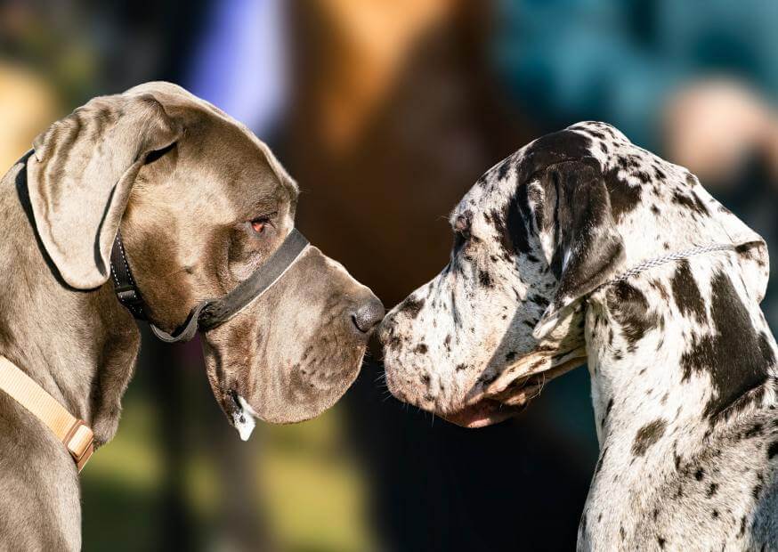 8 Great Dane Behavior Problems (and How to Fix Them) 8 11 20231129 211409