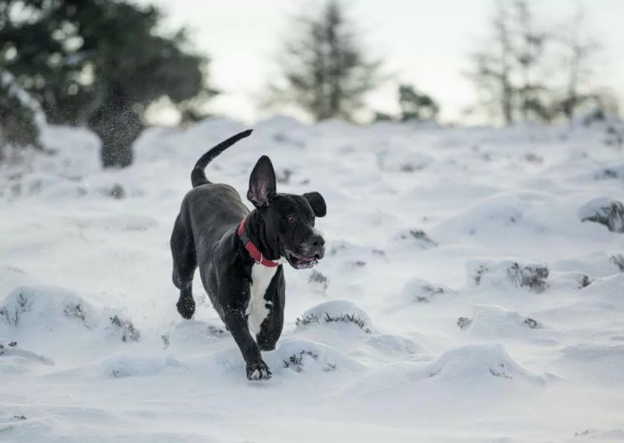 Why Do Great Danes Have a Short Lifespan? 2 14 jpg