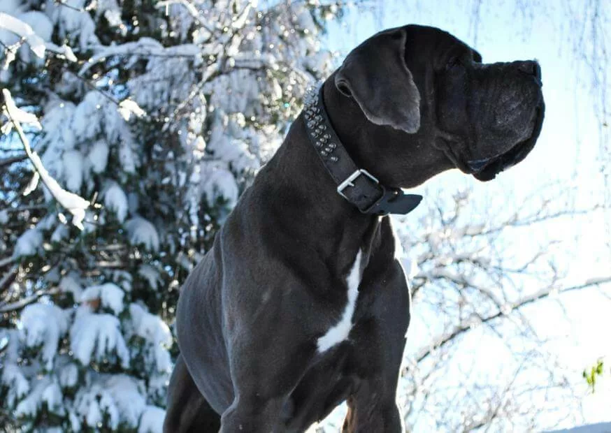 8 Great Dane Behavior Problems (and How to Fix Them) 12 18 jpg