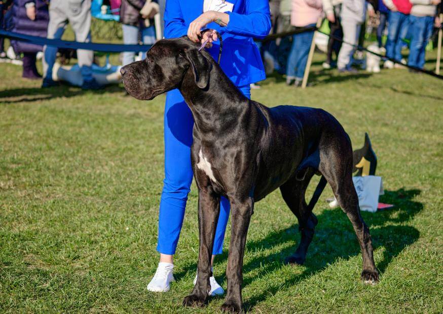 Purebred vs. Mixed Breed: Which Dog is Right For My Family? 3 2 2