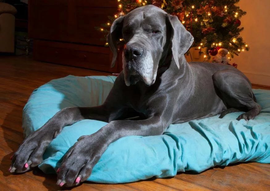 Gentle Giants Dog Food Review 2 3 1 20231129 211402 jpg
