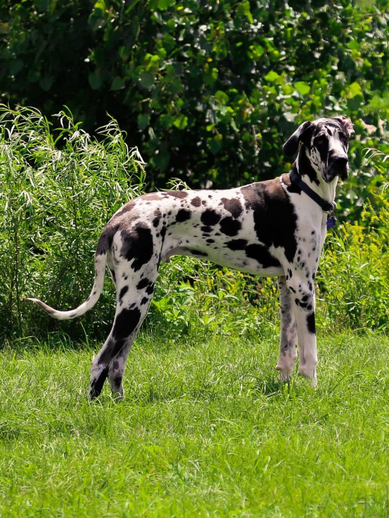 Flat Front and Cathedral Chest in Great Danes
