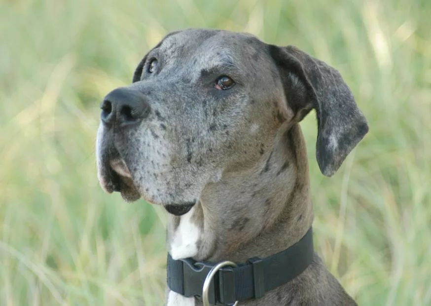Gentle Giants Dog Food Review 8 6 1 20231129 211404 jpg