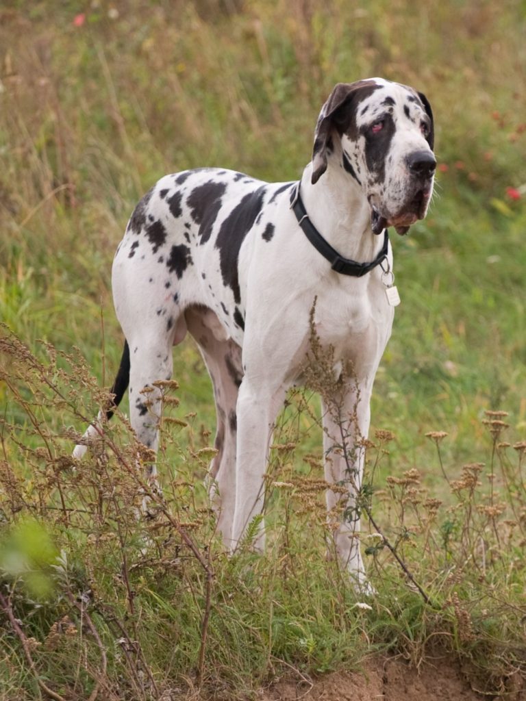 Great Dane Farts