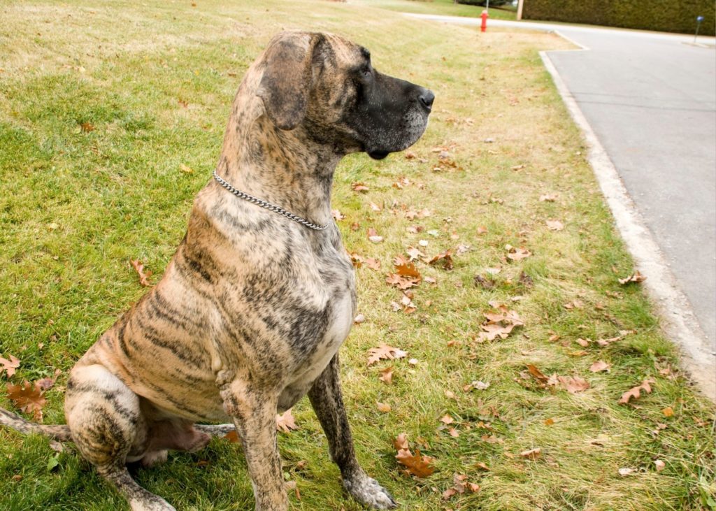 Dr. Judy Morgan, DCM and the FDA 12 Euro Great Danes