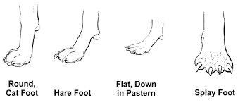 5 Ways to Strengthen Your Great Dane's Feet 3 images
