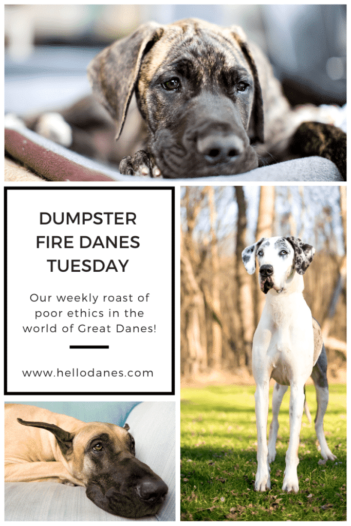 dumpsterfiredanestuesday