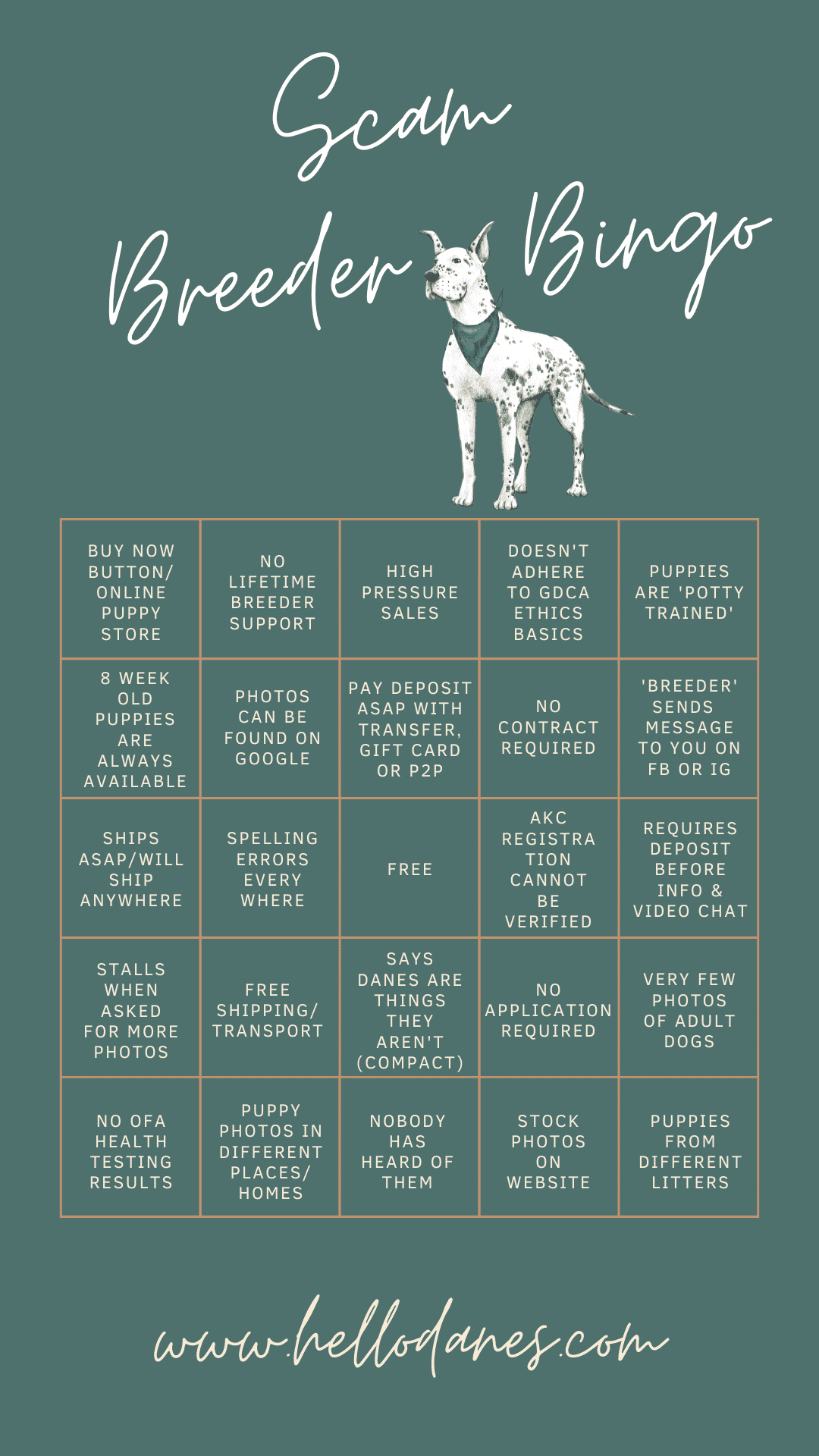 Great Dane Breeder Scam 8 SCAM BREEDER BINGL HELLODANES
