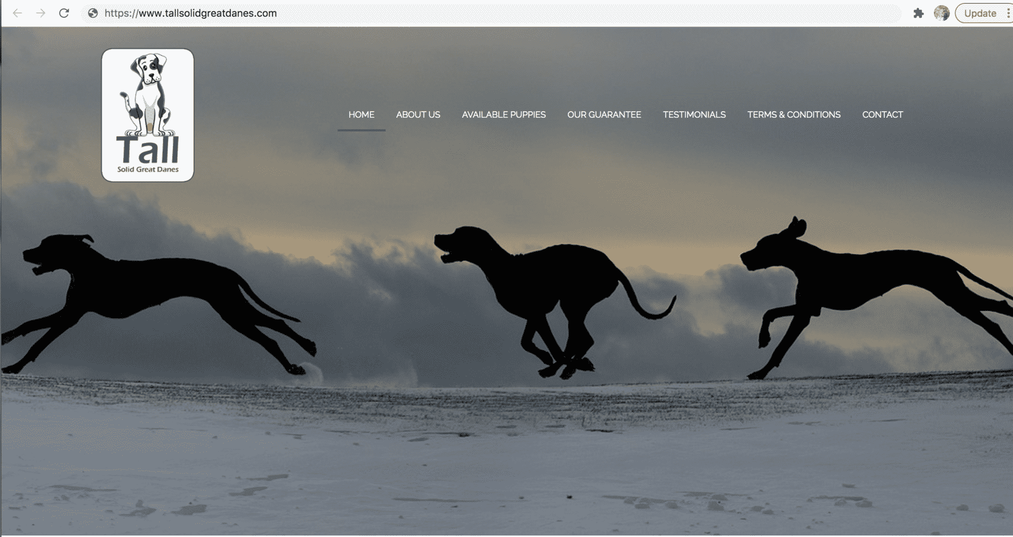 Scam Great Dane Breeders 7 Screen Shot 2021 05 03 at 10.08.00 PM