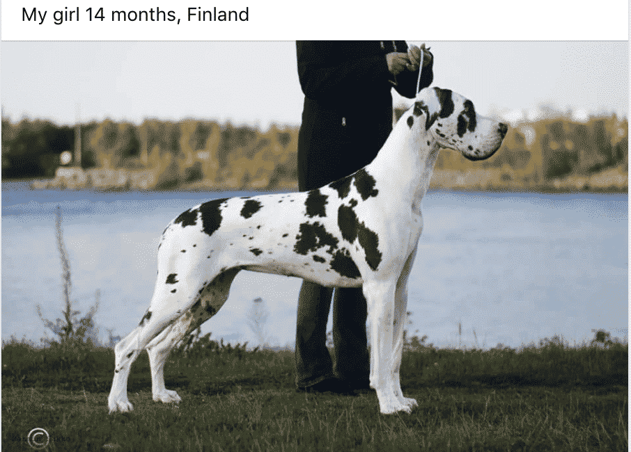 10 Things You Should Know About Owning Great Dane Dogs 23 Screen Shot 2021 05 11 at 10.25.22 AM