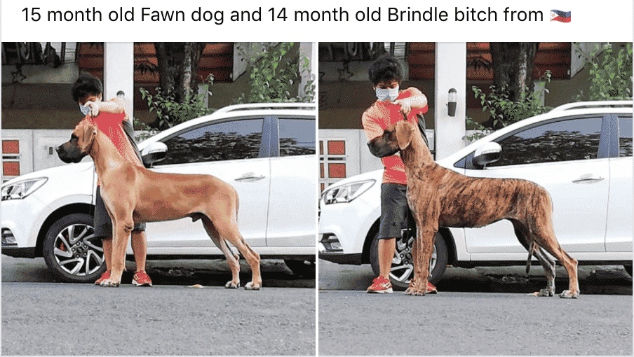 Euro Danes: A Huge, Droopy Problem 4 Euro Danes