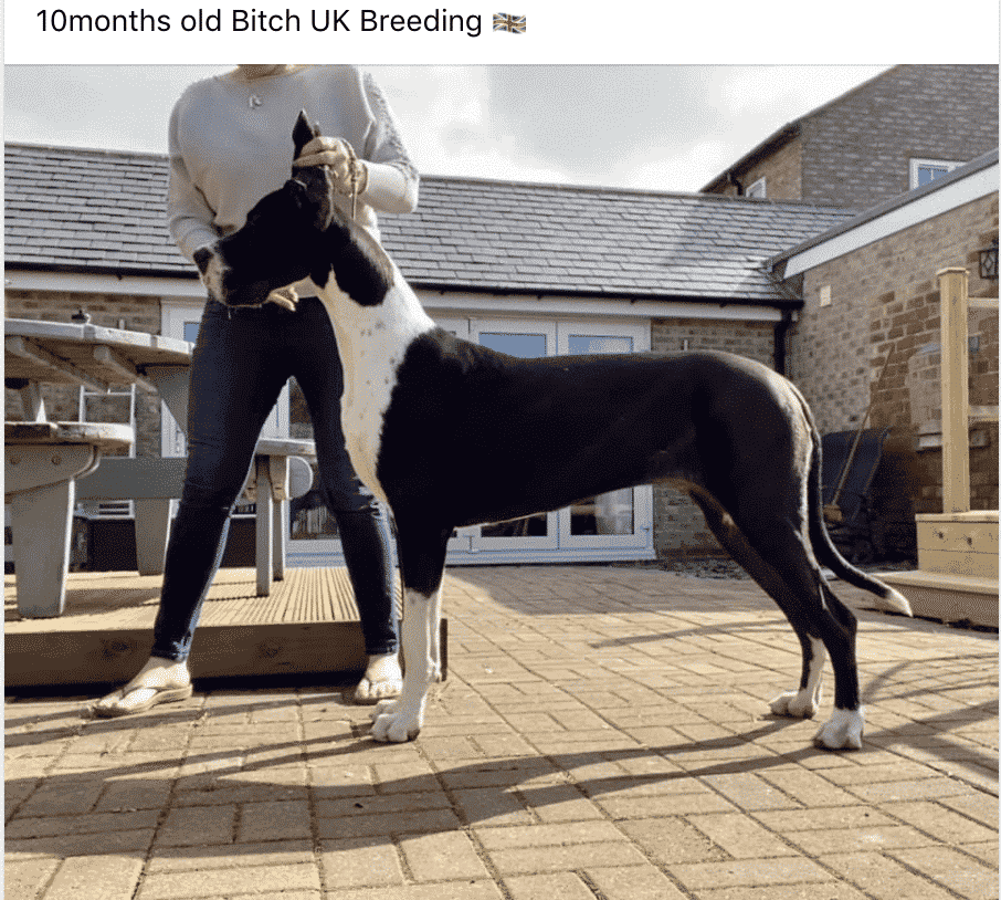 10 Things You Should Know About Owning Great Dane Dogs 25 Screen Shot 2021 05 11 at 10.29.06 AM