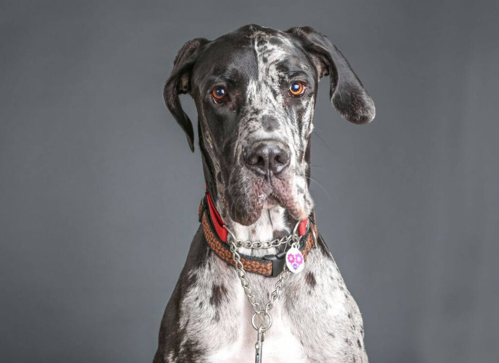 What is Great Dane Dominance Training? 9 1