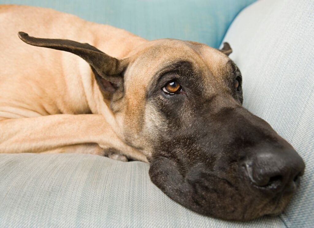 Why Do Great Danes Have a Short Lifespan? 3 10 1