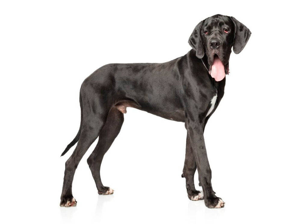 Are Great Danes Scared of Everything? 12 11 1