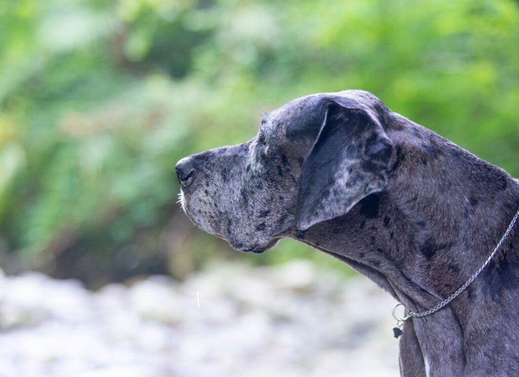 The Merle Great Dane 2 13 1