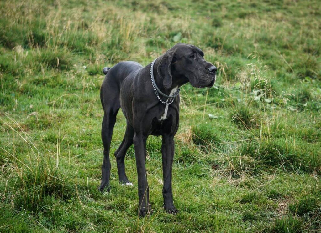 Joint Support for Great Danes 4 16
