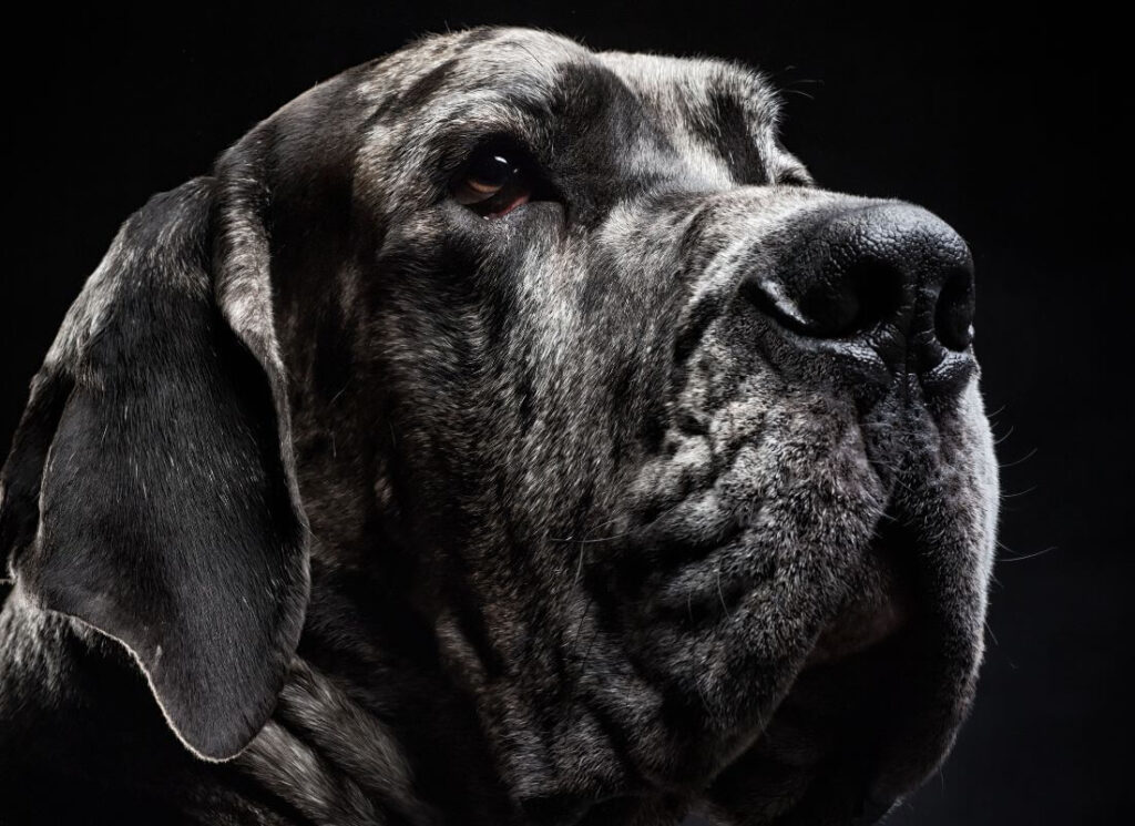What is Great Dane Dominance Training? 8 18