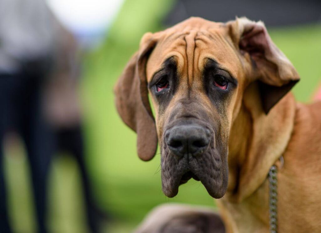 Understanding Great Dane Aggression & Growling 3 19 1