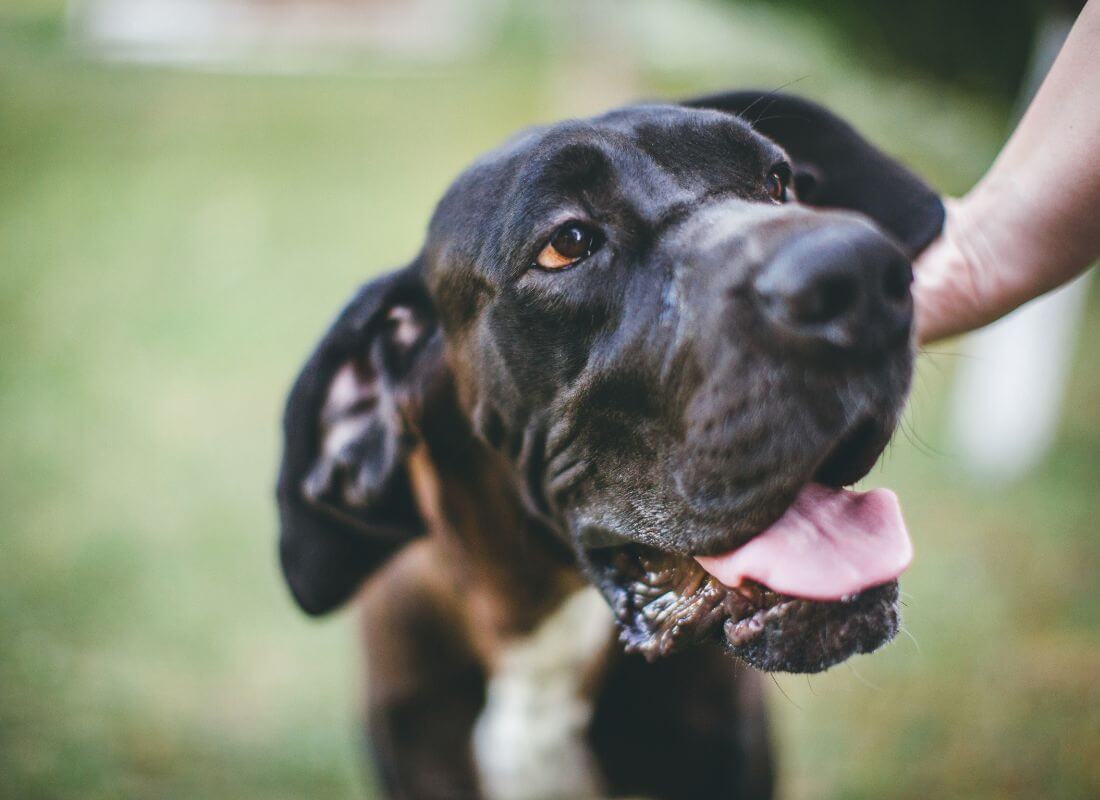 Homemade Dog Food for Great Danes 7 19