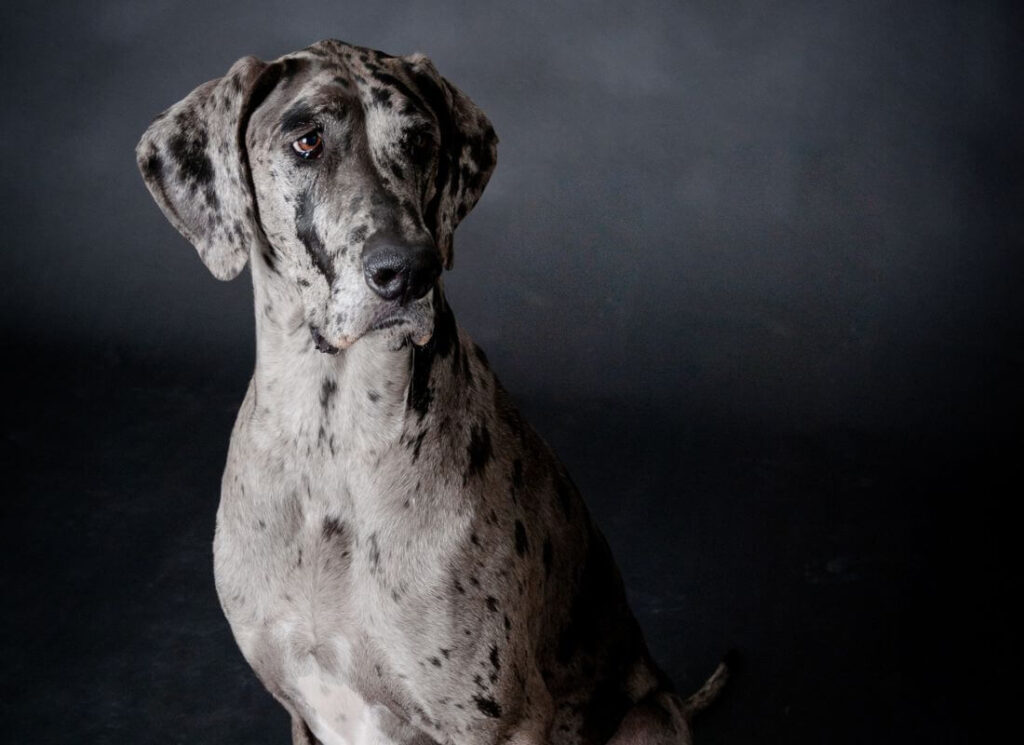 The Merle Great Dane 7 20