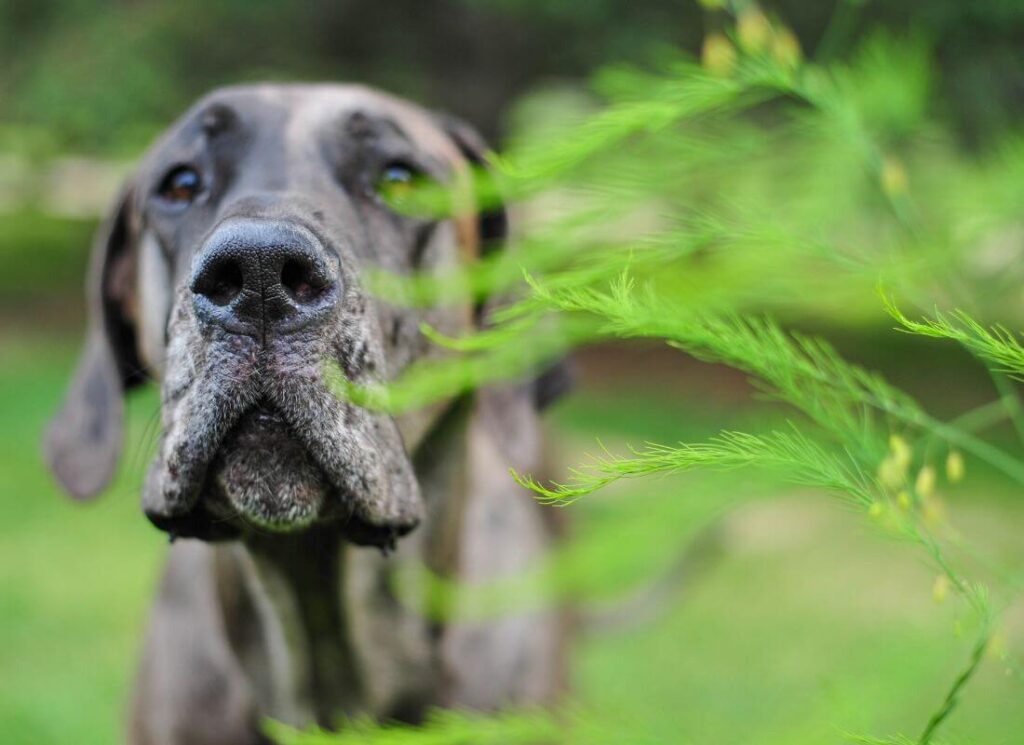 Picky eater dog remedy