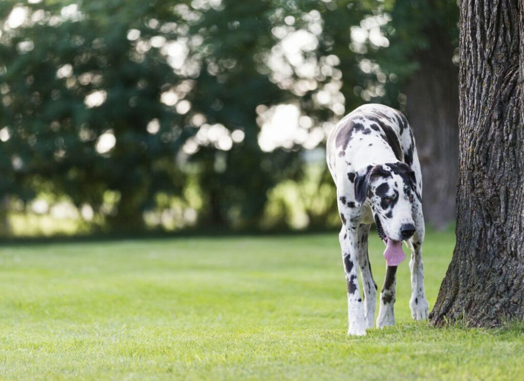 Joint Support for Great Danes 7 3