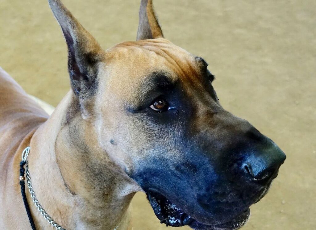 Should Great Danes have Grain Free Food? 6 4 1