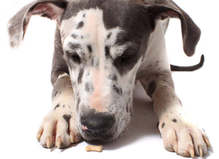 Best Training Treats for Great Dane Puppies Hello Danes