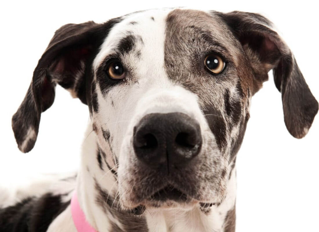 Best Training Treats for Great Dane Puppies 5 6