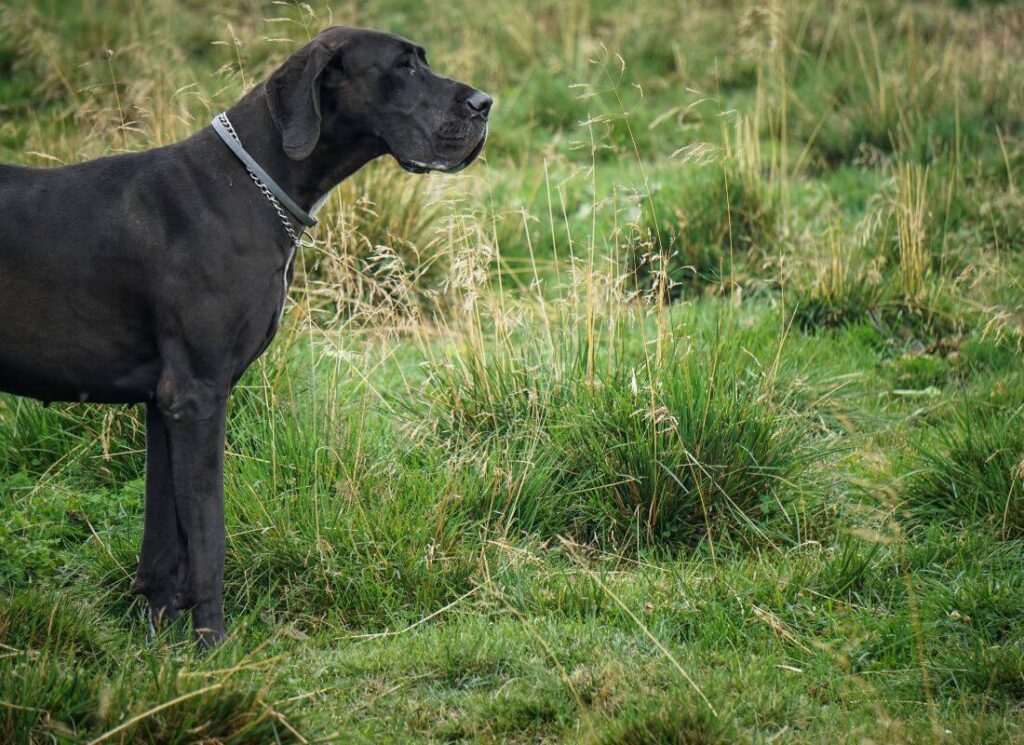 Best Training Treats for Great Dane Puppies 7 9 1