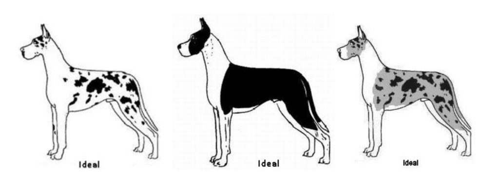 Why Does My Great Dane Look So Skinny? 3 D19D7812 999A 42D6 A5A3 6C2F3D2ED576