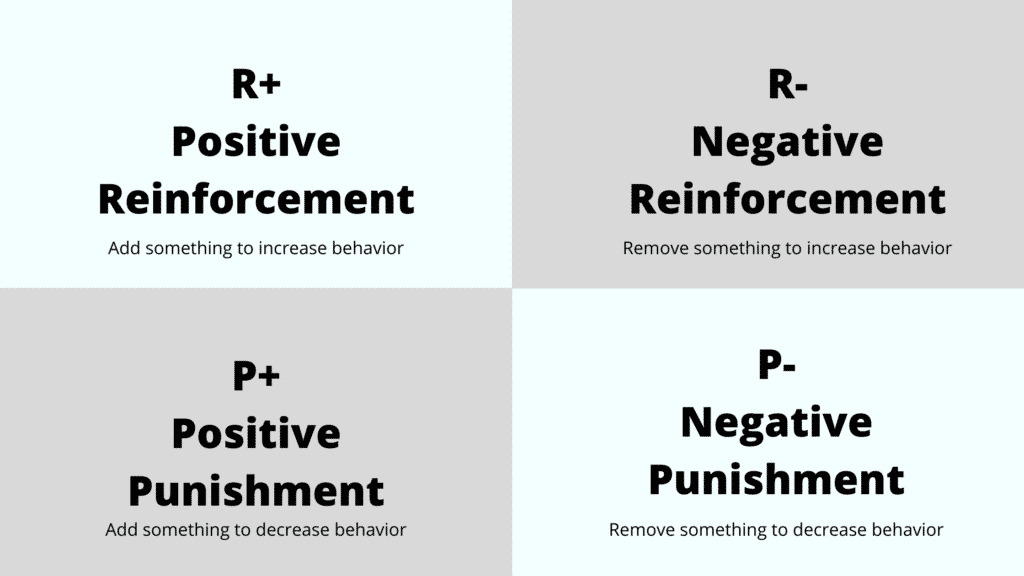 The Best Prong Collar for a Great Dane: Everything You Need to Know 11 R Positive Reinforcement