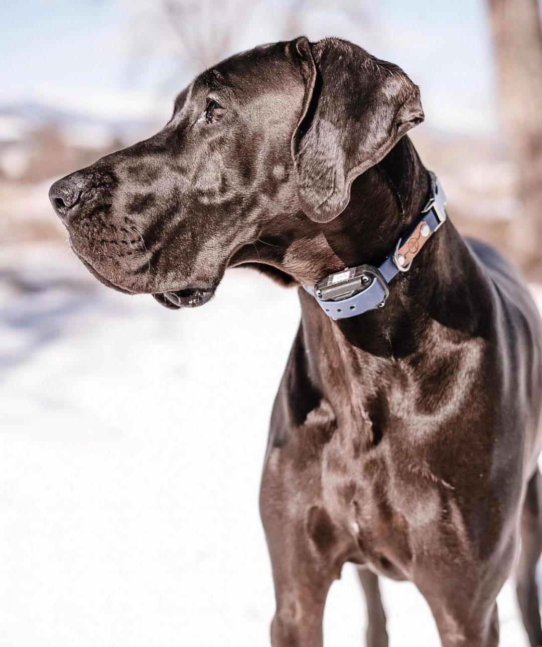 The Best ECollars for Great Danes Hello Danes