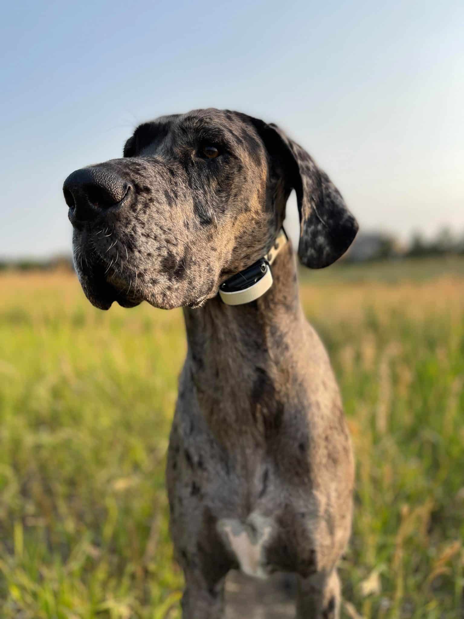 Proper E Collar Placement on Your Dog Are You Failing With This Simple