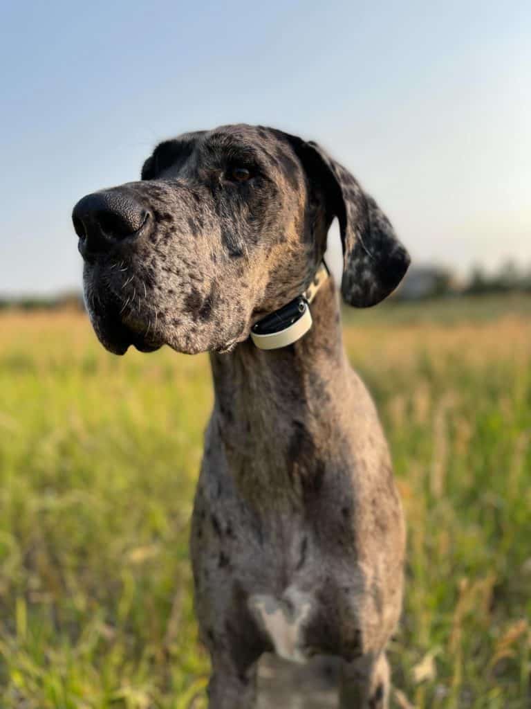 The Best Prong Collar for a Great Dane: Everything You Need to Know 14 206556187 2641273806167654 399443737522461690 n